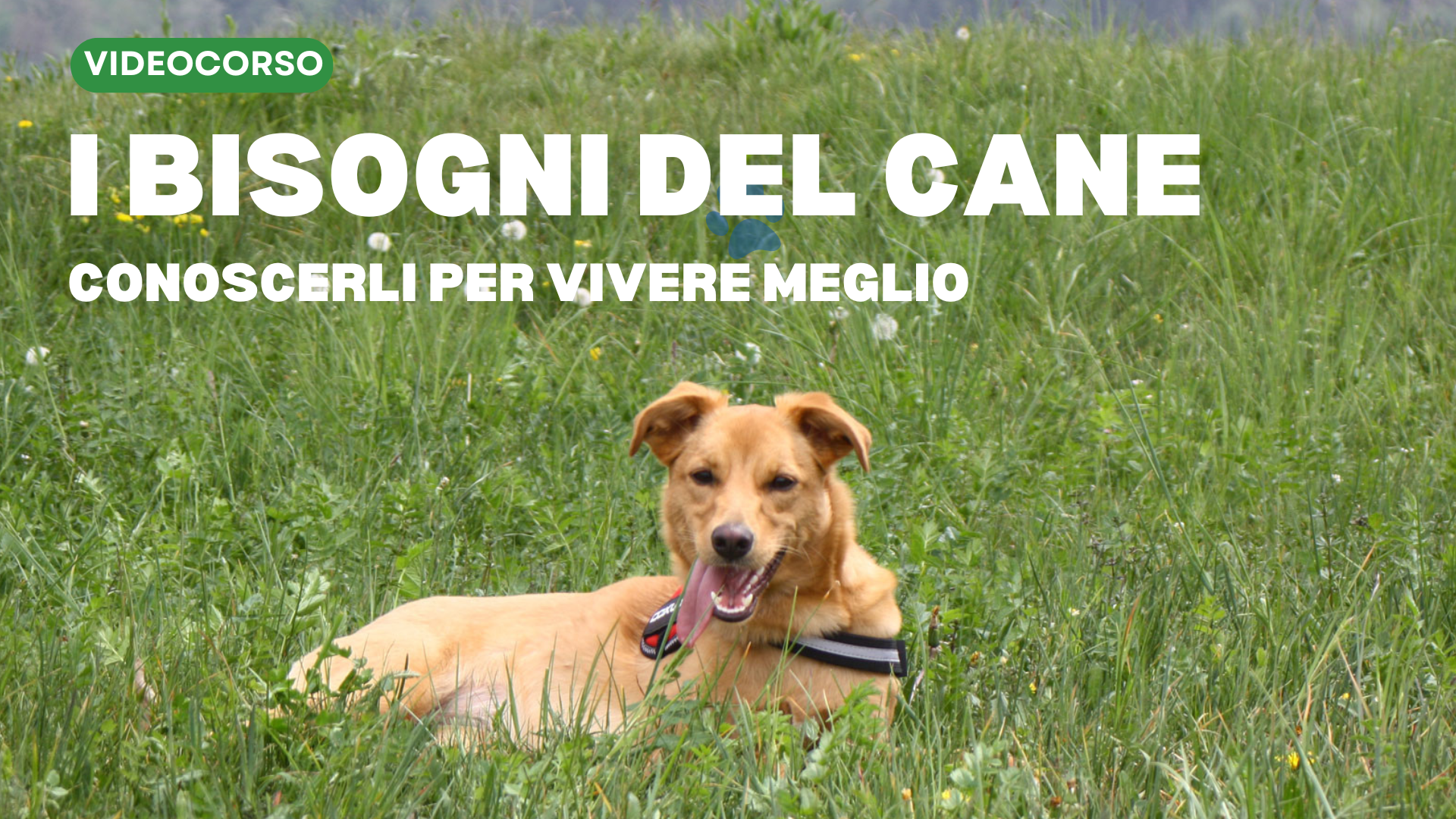 Locandina Videocorso I bisogni del cane