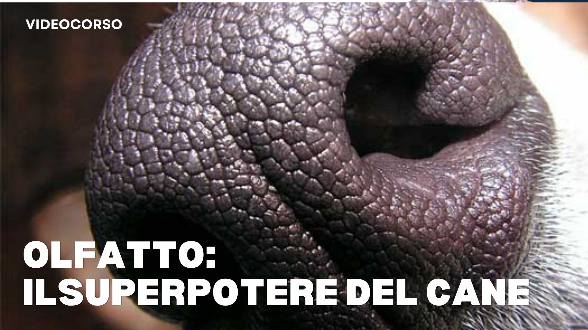 Locandina Corso Olfatto, Vista e Paraolfatto
